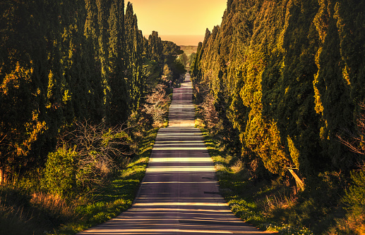 Bolgheri famous cypresses trees straight boulevard landscape. Maremma landmark, Tuscany, Italy, Europe.