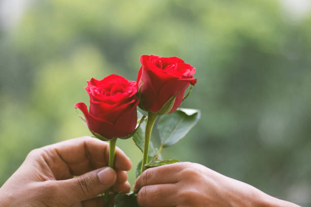 istock roses image for valentine day celebration 1124376817