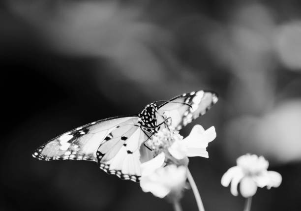 istock Butterfly on the flower 1124379385
