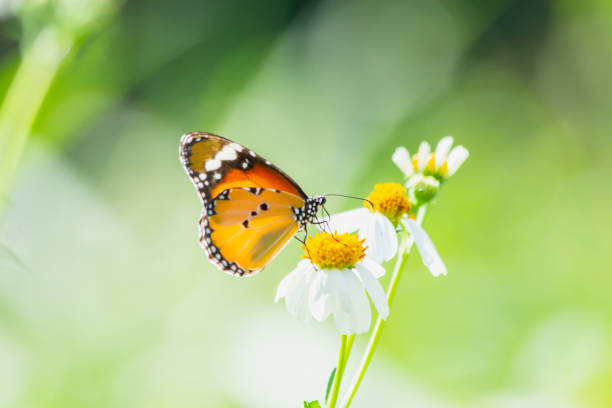 istock Butterfly on the flower 1124379828