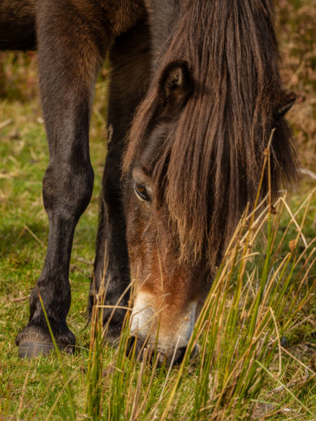 istock Wild Exmoor Pony, Somerset, England 1124379993
