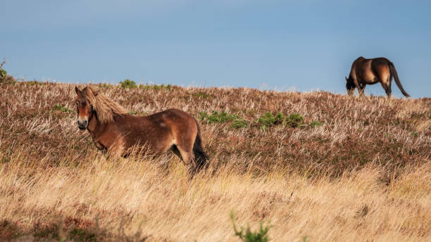 istock Wild Exmoor Ponies, Somerset, England 1124379998