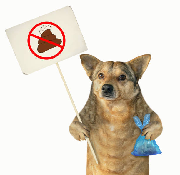 istock Dog cleaned up its poop 1124380649