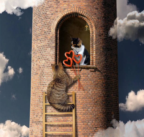 Cat with a bouquet climbs to his lover