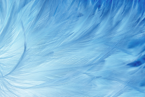 Beautiful dark blue feathers texture background.