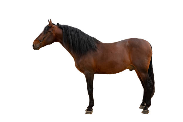 istock The bay horse isolated on white 1124385842