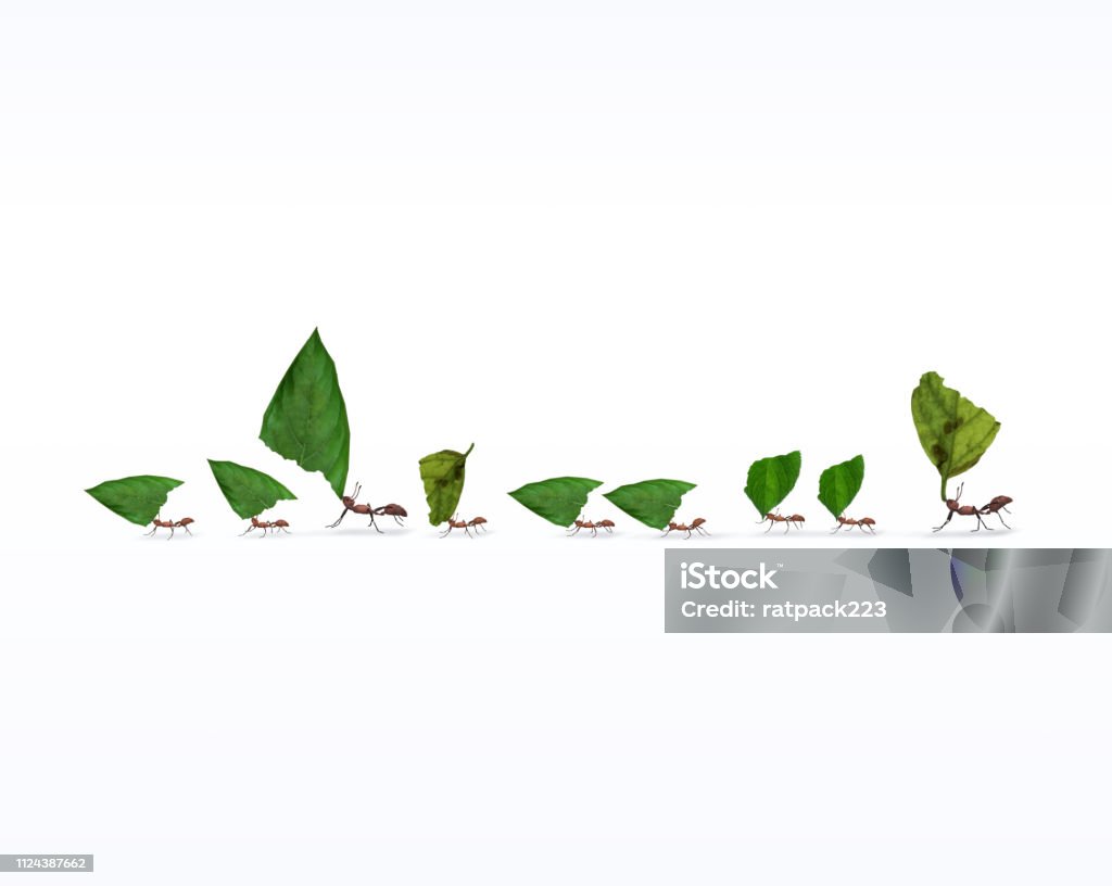 Feuer-Ameisen marschieren In Linie mit Blättern - Lizenzfrei Zusammenarbeit Stock-Foto