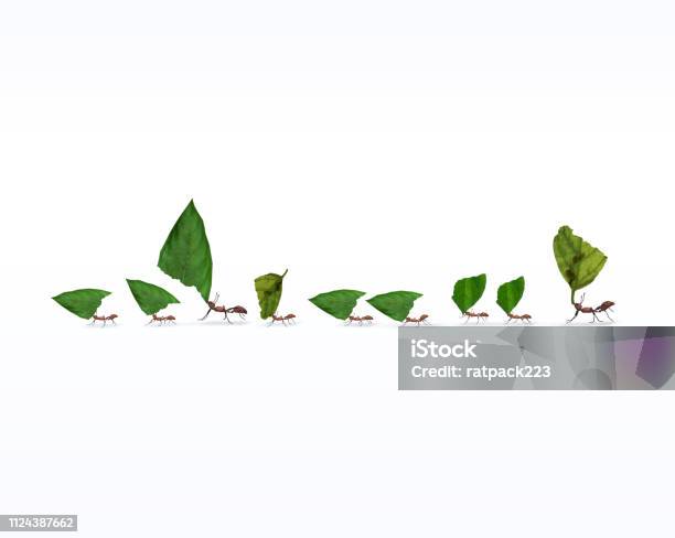 Fire Ants Marching In Line Carrying Leaves Stock Photo - Download Image Now - Teamwork, Ant, White Background