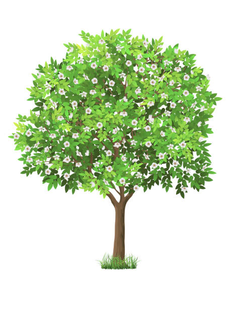 ilustraciones, imágenes clip art, dibujos animados e iconos de stock de árbol flor realista vector - blooming trees