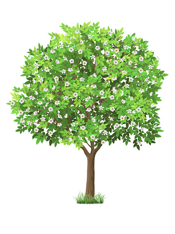 Vector realistic tree with green leaves and blooming flowers. Garden fruit tree with a lush crown. Detailed plant. Isolated on white background.