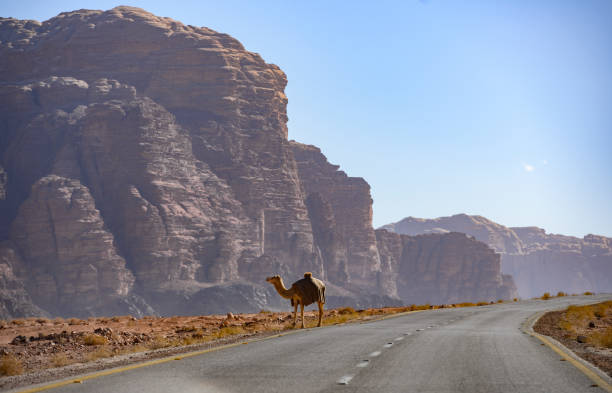 kings highway, steht ein kamel auf eine schöne kurvige straße laufen durch die wüste wadi rum mit rocky mountains in der ferne, jordanien. - jordan camel wadi rum arabia stock-fotos und bilder