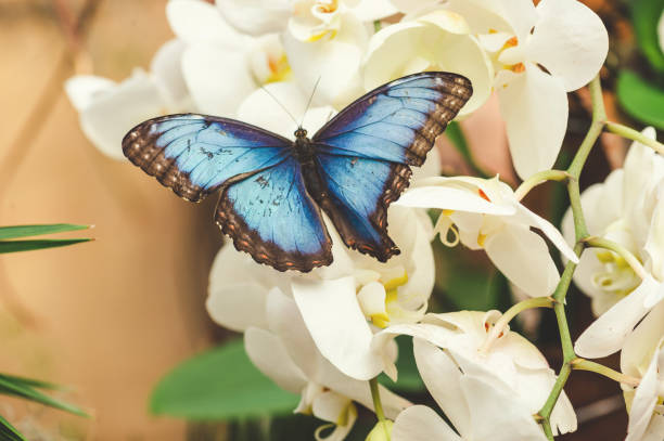 istock Orchid Garden With Morpho butterfly 1124392313
