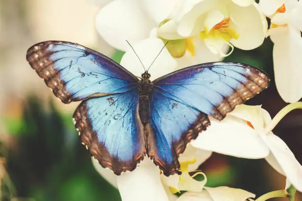 Blue Morpho Butterfly In Orchid Garden