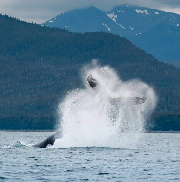Humpback Whale Tail Flip, Alaska stock photo