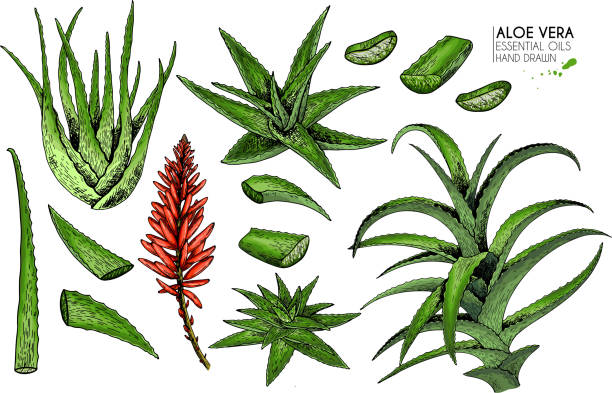 istock Hand drawn set of aloe vera. Engraved colored vector illustration. Medical, cosmetic plant. Moisturizing serum, healthcare. For cosmetics, medicine, treating, aromatherapy package design skincare 1124393690