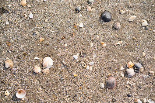 Shells and stones on sand as background from Lido beach in winter during  Venice carnival, Italy.