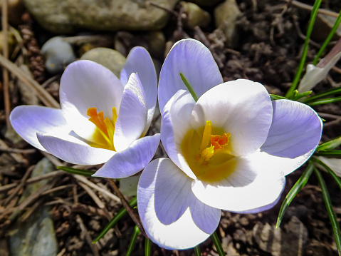 Snowdrop among crocus, fully blooming,