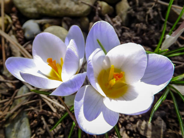 closeup of very gentle blue spring crocus blue pearl against the background of a blurred grass. selective focus. delicate spring format for any design - efflorescent imagens e fotografias de stock