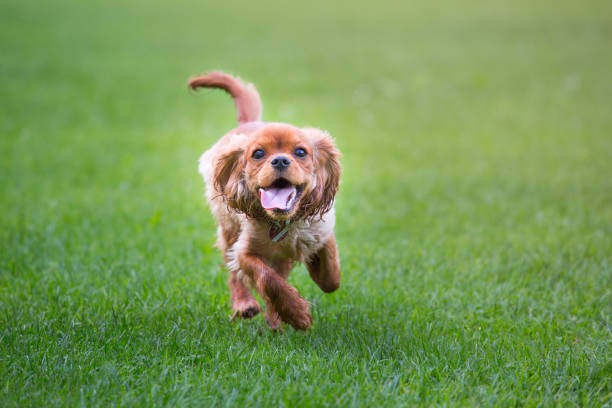 cavaliere re charles spaniel in esecuzione nel prato - cavalier foto e immagini stock