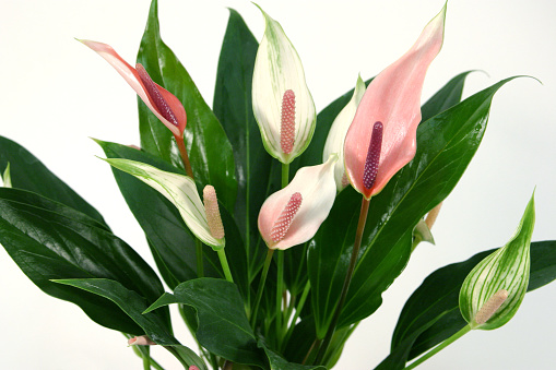 Pink anthurium flowers. Blossoming plant.