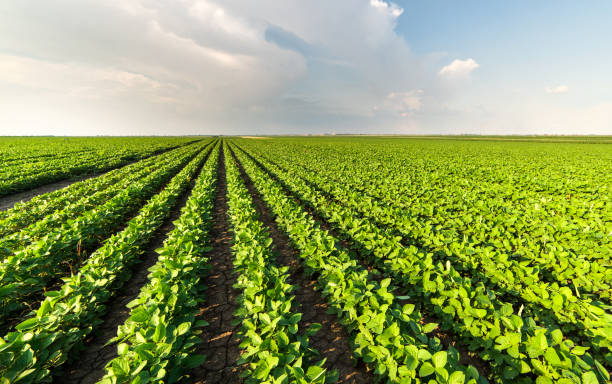 soja feld zeilen im sommer - monoculture summer plants nature stock-fotos und bilder