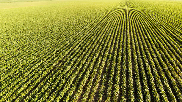 lignes de champ de soya en été - monoculture photos et images de collection