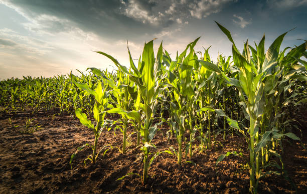 嵐の日のフィールドで若い緑のトウモロコシの工場 - corn crop corn genetic modification crop ストックフォトと画像