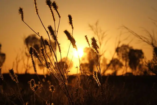 Plants and sunsets around Ayers Rock, Australia