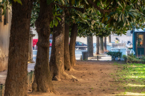 istock a tree line in a small Milan downtown place 1124398144