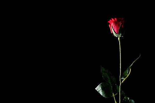 Red rose isolated on a black background