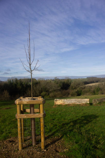 istock Newly planted tree in front of blue skies 1124400088