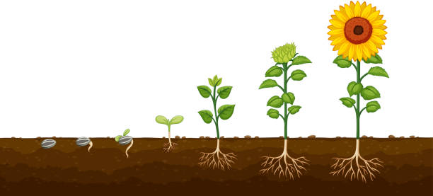illustrations, cliparts, dessins animés et icônes de diagramv de progression de la croissance des plantes - étape de végétation
