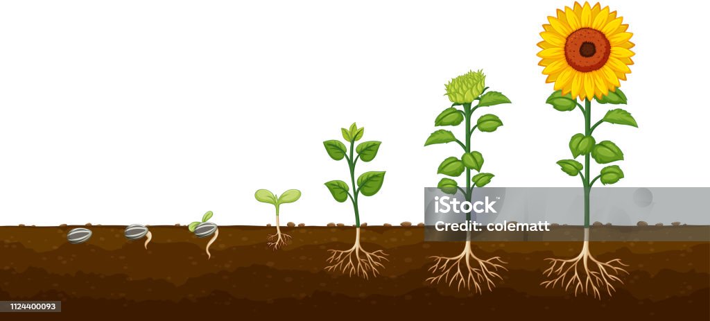 식물 성장 진행 Diagramv 성장-개념에 대한 스톡 벡터 아트 및 기타 이미지 - 성장-개념, 식물, 흙 - Istock