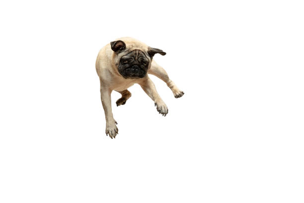 Cute pet dog pug breed jumping with happiness feeling Cute pet dog pug breed jumping with happiness feeling so funny and making serious face. Purebred and smart dog isolated on white background. The friendly concept pug isolated stock pictures, royalty-free photos & images