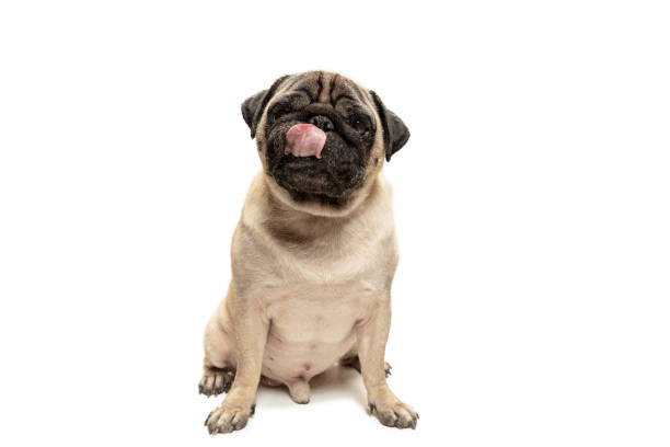 istock Cute pet dog pug breed sitting and smile with happiness feeling 1124400190