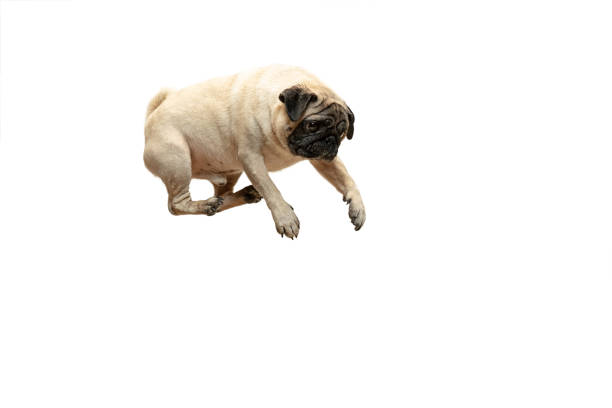istock Cute pet dog pug breed jumping with happiness feeling 1124400204