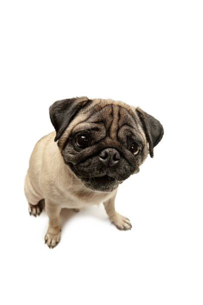 istock Cute pet dog pug breed sitting and smile with happiness feeling 1124400209