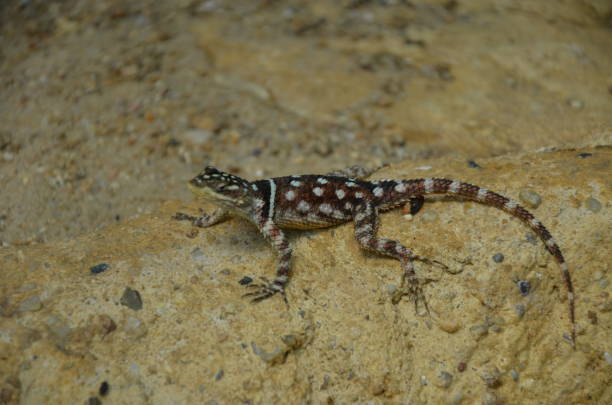 istock Timor Monitor Lizard, Varanus timorensis 1124401446