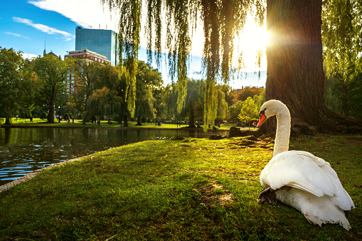 White swan in lake on the park with green and city background , Boston city, Massachusetts, USA