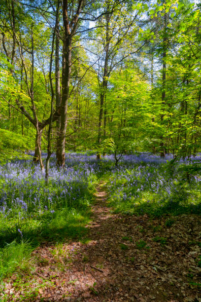 istock Bluebells In An English Beechwood 1124402373