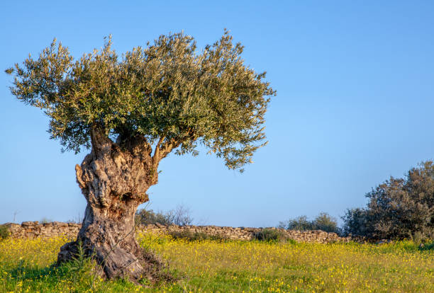 istock old olive tree on blue sky and  Flowery Alentejo Landscape 1124402694