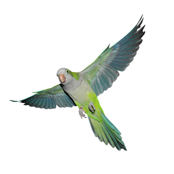 Flying quaker parrot A green quaker parrot in flight. Isolated on a white background. monk parakeet stock pictures, royalty-free photos & images