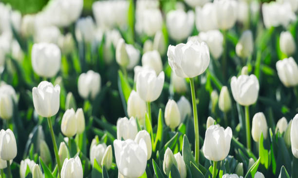 istock Tulips field in Netherlands 1124404881