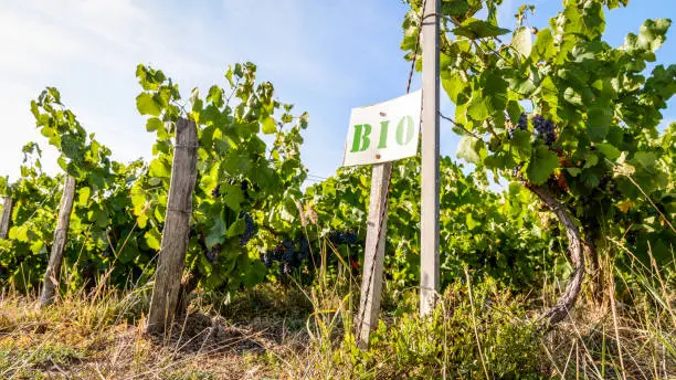 Photo of Rows of organic grapevine in a Champagne vineyard.