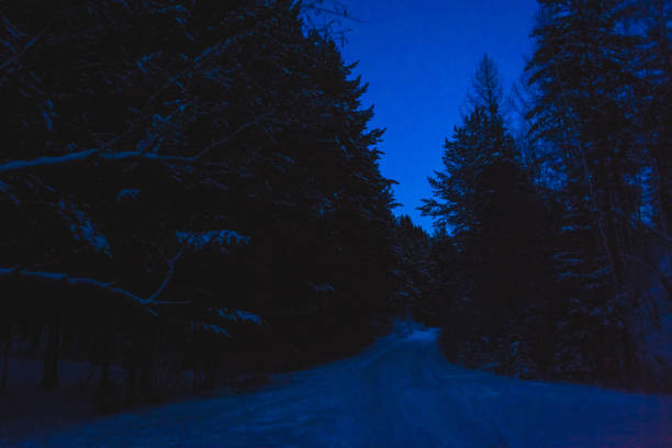 istock in the woods in winter with the moonlight 1124405530