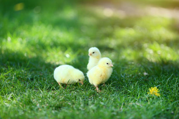 istock Little chicks on green grass in the park 1124407692