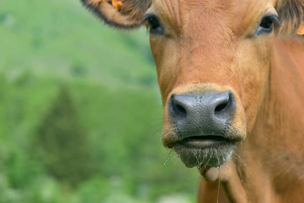 istock portrait of  a  brown cow 1124408049