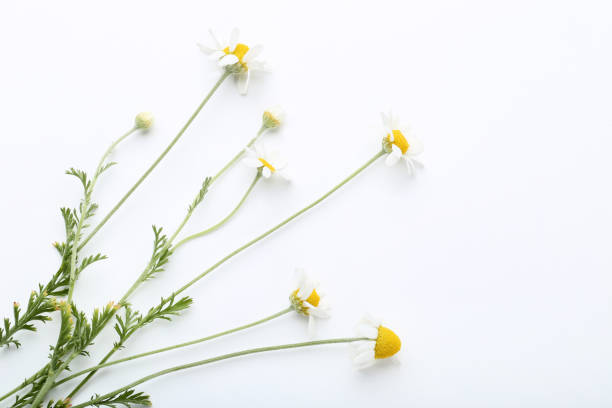 istock Chamomile flowers isolated on white background 1124409039
