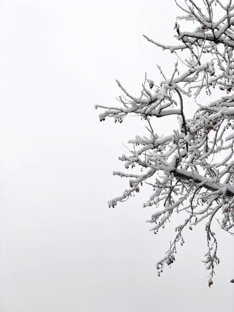 istock Branch cover with snow 1124412383