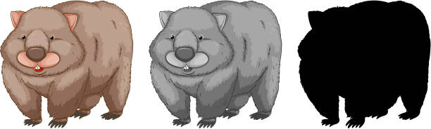 Set of wombat character Set of wombat character illustration wombat stock illustrations